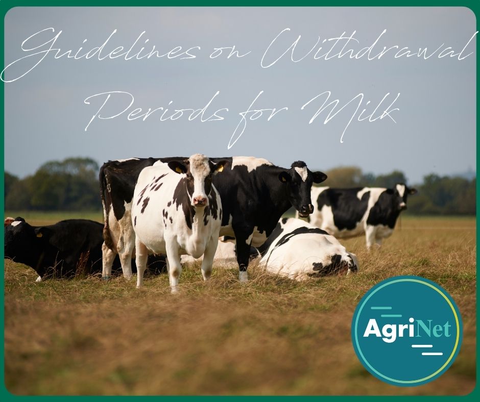 managing withdrawal periods cows