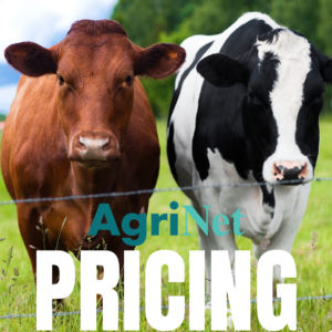 Pricing Pricing