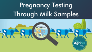 How to do a milk pregnancy test in 4 easy steps How to do a milk pregnancy test in 4 easy steps